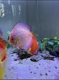 Chens Golden Spotted leopard pair