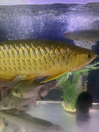 Blue base Asian arowana 22 inches £520