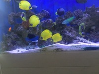 Rare collection of Marine Angel fish.