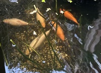 Five healthy goldfish in Epsom for good home -free
