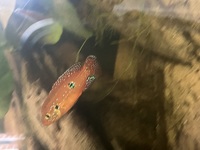 Pair of Jewel Cichlids