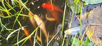 Rehoming of pond fish
