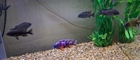6 malawi peacocks for sale.