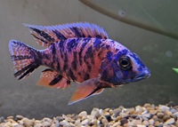 6 malawi peacocks for sale.