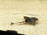 Loricaria Rio Atabapo Juveniles Available