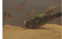 Spotted Congo Puffer