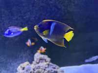 Large Passer angelfish