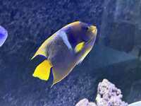Large Passer angelfish