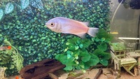 Kissing gourami breeding pair
