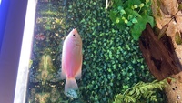 Kissing gourami breeding pair