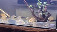 Midevil Cichlids