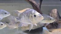Midevil Cichlids