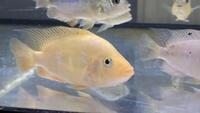 Midevil Cichlids