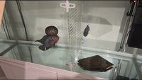 MALE AND FEMALE FLOWERHORN FOR £100