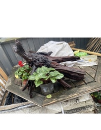 Aquarium bog wood £35