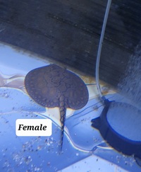 Stingray pups