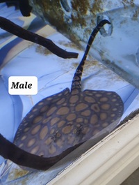 Stingray pups