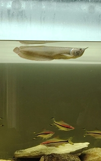 Looking for fire eel to swap for my arrowana.