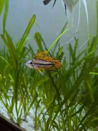 Apistogramma Cacatuoides Triple red - 1 Adult £15, 4 juvenile males 2 females £10