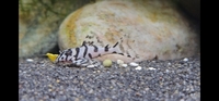 L236 Super white and Super yellows plecos