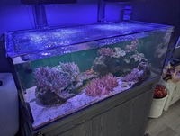 Selling full set up including livestock