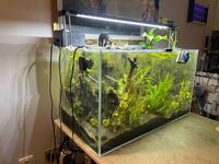 140 Lt Fishtank full Setup