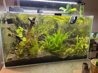 140 Lt Fishtank full Setup