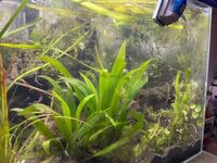 140 Lt Fishtank full Setup