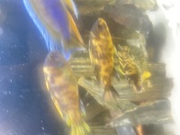 Malawi cichlids for sale