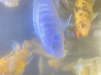 Malawi cichlids for sale