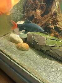 Red tailed black shark