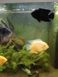 Golden severum
