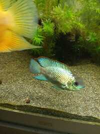Electric blue acara