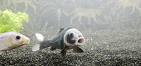 Koi for sale