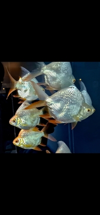 SHORT BODY ALBINO BARBS X 7