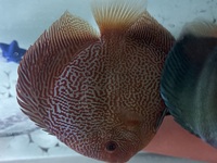 7” RED SCARLET SNAKESKIN DISCUS