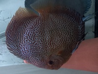 7” RED SCARLET SNAKESKIN DISCUS