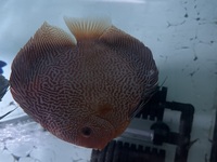 7” RED SCARLET SNAKESKIN DISCUS