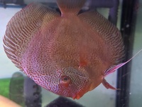 6” BLUE DRAGON SNAKE SKIN DISCUS