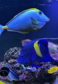 Marine tank shutdown - West Sussex