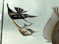 Angel fish - marble angel fish