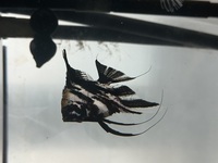 Angel fish - marble angel fish