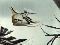 Angel fish - marble angel fish