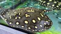 BD X Henlie Stingray