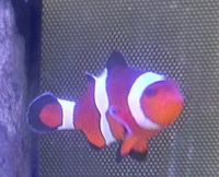 Large Percula Clownfish