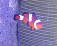 Large Percula Clownfish