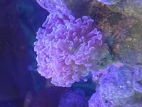 1 x Hammer Coral LPS , 1 x Green Star Polyps Soft
