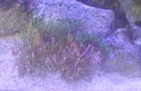 1 x Hammer Coral LPS , 1 x Green Star Polyps Soft