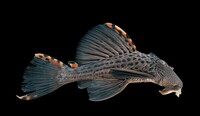 three beacon plec
