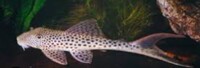 red fin thresher plec